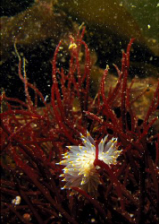 Nudi' in Red Corals.  Taken in Victoria, British Columbia... by Stephen Holinski 